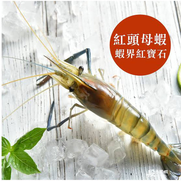 (CHUNG LONG) Red Head Fresh Water Prawn / Shrimp (Ulang) [600g/pack]