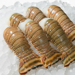 (RAIN FOREST) Wild Caught Caribbean Lobster Tails