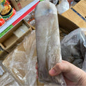 (FORMESA) Frozen Squid (Exported Grade)